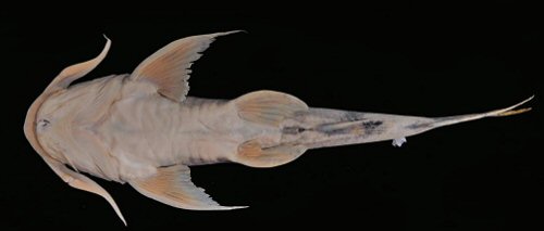 Bagarius protos = Holotype-ventral view