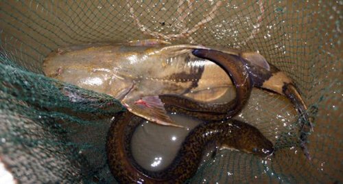 Bagarius sp. "Salween"