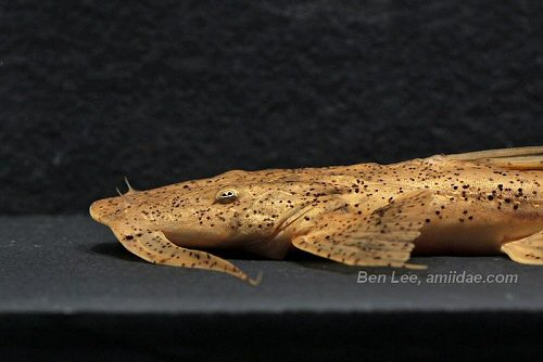 Bagarius suchus = head view