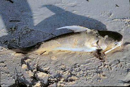 Bagre marinus = Caught in Fort Morgan, Gulf Of Mexico, Baldwin County Alabama,18 Oct 2000