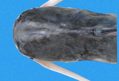 Bagre pinnimaculatus = dorsal head view