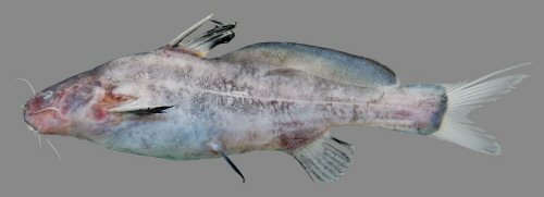 Bagrichthys obscurus