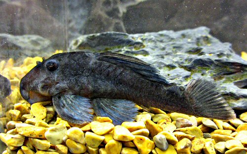 Baryancistrus beggini