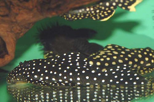 Baryancistrus cf. niveatus