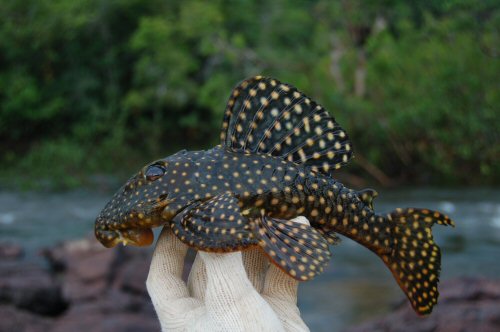 Baryancistrus isaaci = Live specimen-Cachoeira da Enseada, Oriximiná, Pará, Brazil