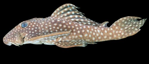 Baryancistrus isaaci = Holotype-lateral view-Rio Trombetas, Oriximiná, Pará, Brazil