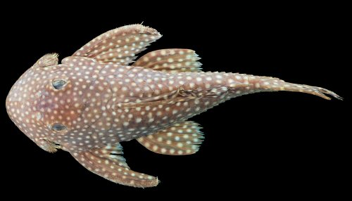 Baryancistrus isaaci = Holotype-lateral view-Rio Trombetas, Oriximiná, Pará, Brazil