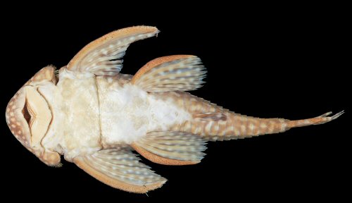 Baryancistrus isaaci = Holotype-ventral view-Rio Trombetas, Oriximiná, Pará, Brazil