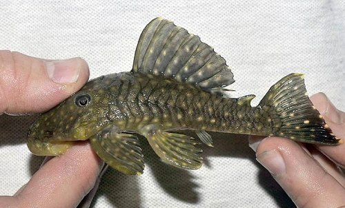 Baryancistrus sp. (L003)