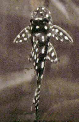 Baryancistrus sp. (L142) = juvenile