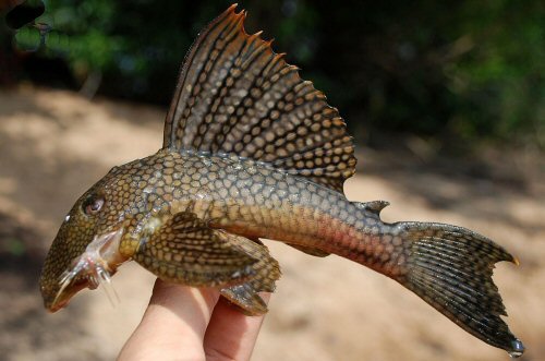 Baryancistrus quilombola = Live specimen-Paratype-Rio Trombetas, Oriximiná, Pará, Brazil