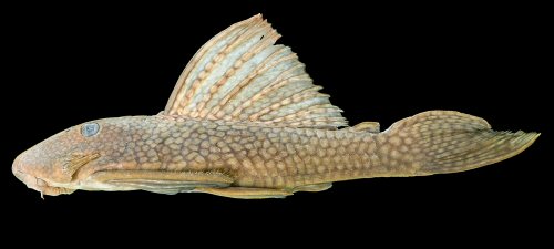 Baryancistrus quilombola = Holotype-lateral view-Rio Trombetas, Cachoeira Vira-Mundo, Oriximiná, Pará, Brazil