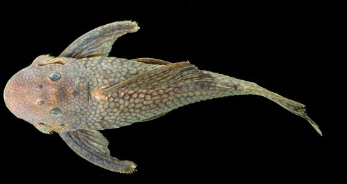 Baryancistrus quilombola = Holotype-dorsal view-Rio Trombetas, Cachoeira Vira-Mundo, Oriximiná, Pará, Brazil