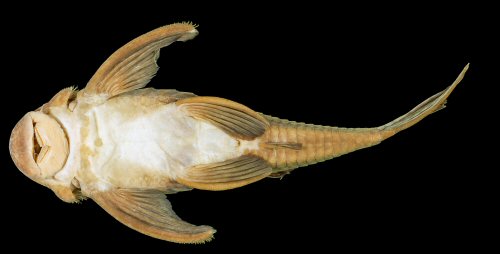 Baryancistrus quilombola = Holotype-ventral view-Rio Trombetas, Cachoeira Vira-Mundo, Oriximiná, Pará, Brazil