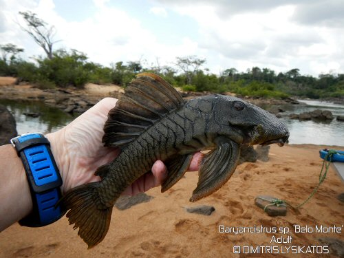 Baryancistrus sp. "Belo Monte" = adult