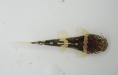 Batrochoglanis acanthochiroides = juvenile-dorsal view