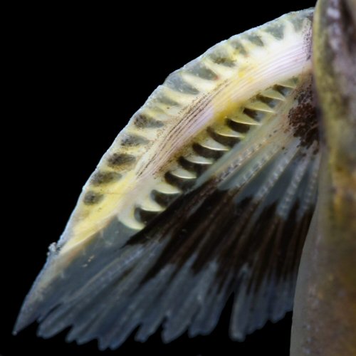 Batrochoglanis transmontanus - Río San Juan, Colombia. Close-up of the venomous pectoral-fin spine.