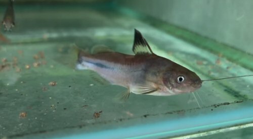 Brachyrhamdia marthae