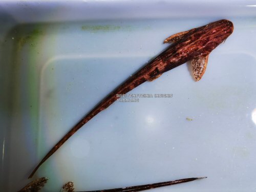 Breitensteinia insignis = dorsal view