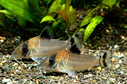 Brochis condiscipulus