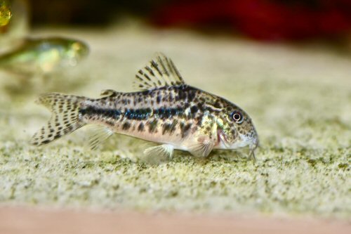 Brochis garbei = São Francisco river area, Brazil 