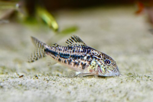 Brochis garbei = São Francisco river area, Brazil
