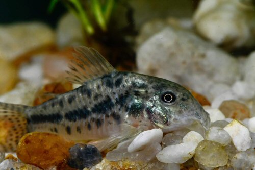 Brochis garbei = São Francisco river area, Brazil