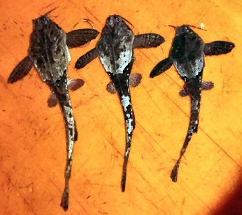 Bunocephalus amaurus