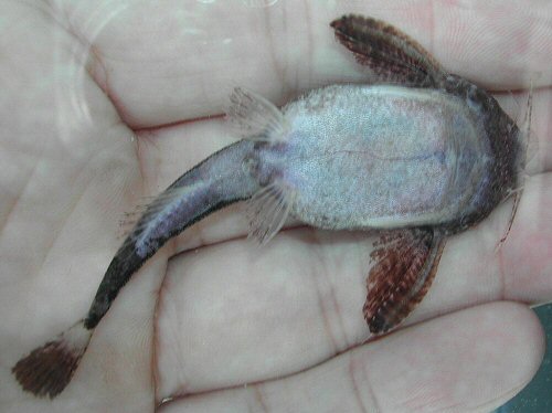 Bunocephalus larai = ventral view