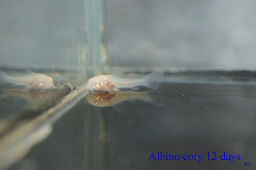 Corydoras aeneus (albino) = 12 days old