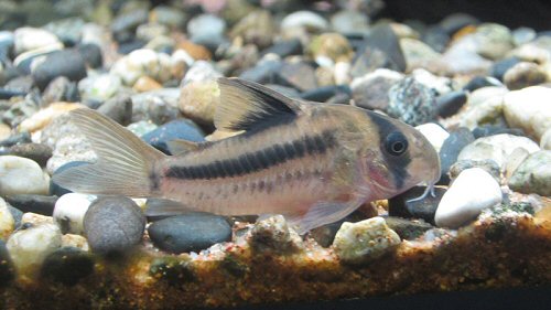 Corydoras axelrodi