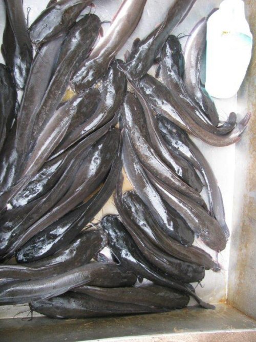 Clarias batrachus = Fishmarket in Kaolag, Thailand