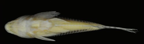 Corydoras brittoi = holotype-ventral view