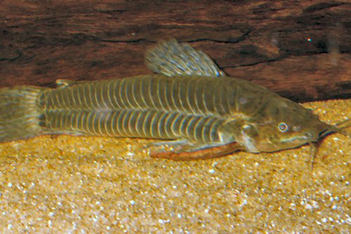 Callichthys callichthys = male