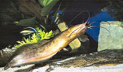Clarias camerunensis