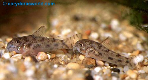 Corydoras cochui