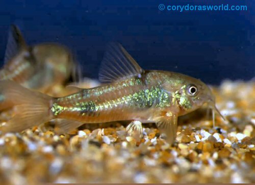 Corydoras ehrhardt