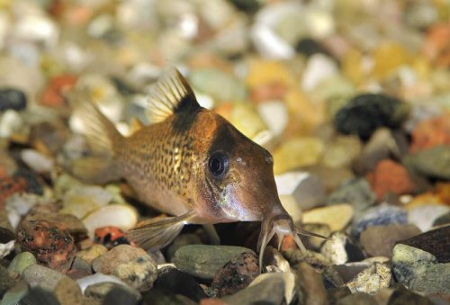 Brochis ephippifer - head view