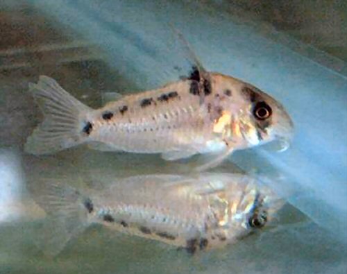 Corydoras%20evelynae