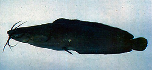 Clarias fuscus