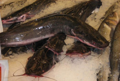 Clarias gariepinus = In Fish Market