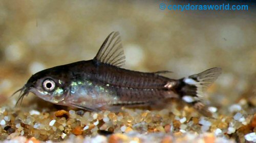 Corydoras hastatus