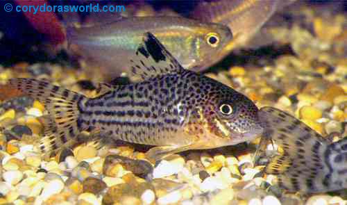 Brochis isbrueckeri = female