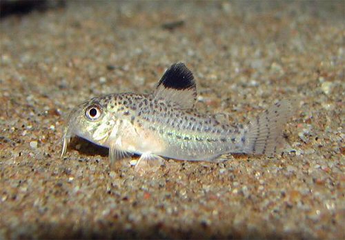 Hoplisoma julii = juvenile