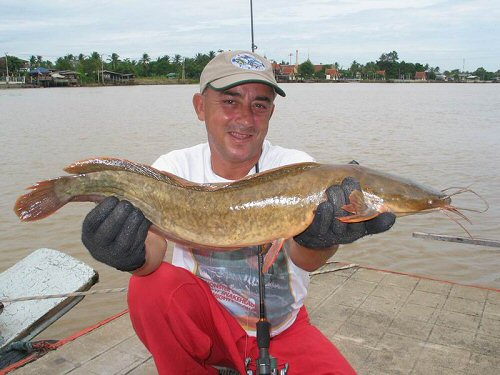 Clarias macrocephalus x Clarias gariepinus = Caught by Jean-Francois Helias