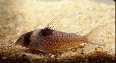 Hoplisoma melanistium