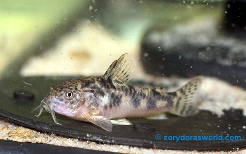 Urkumayu micracanthum