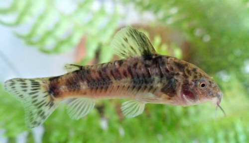 Urkumayu micracanthum