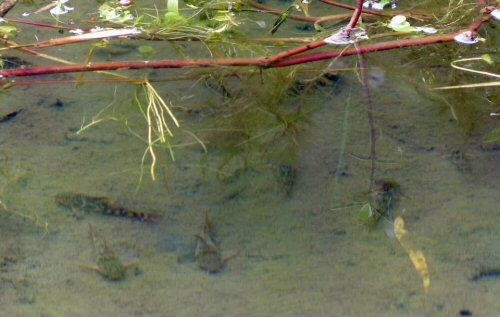 Urkumayu micracanthum - underwater shot