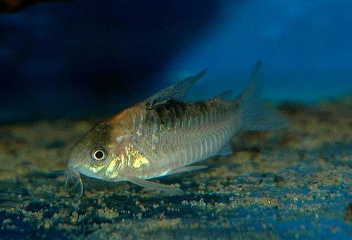 Gastrodermus nijsseni